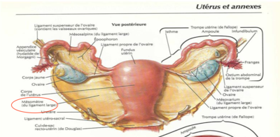Capture d’écran 2022-03-29 à 16.30.23.png