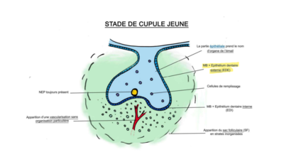Capture EDE + MB - stade cupule jeune.png