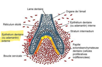 Capture EDE + MB dans dentinoG.png