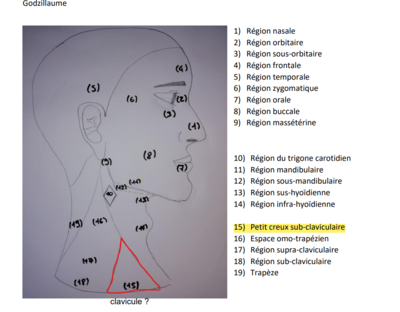Capture petit creux sub-claviculaire .png