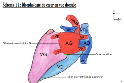 Coeur Vue Dorsale.png