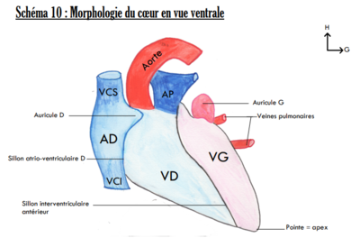 Coeur Vue Ventrale.png