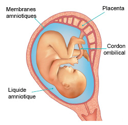 environnement_foetus.jpg