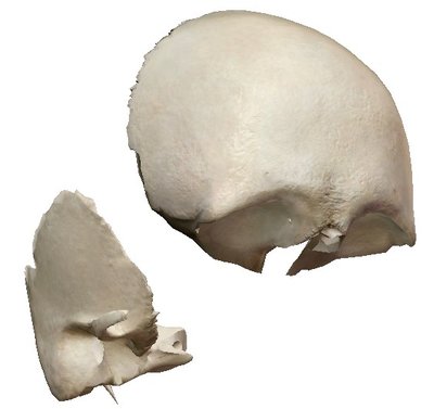 Temporal et frontal.jpg