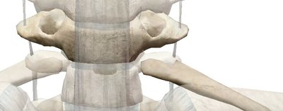 Articulation C7 K1.jpg