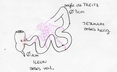 Mésentère.png