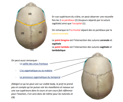 voute du crâne.png