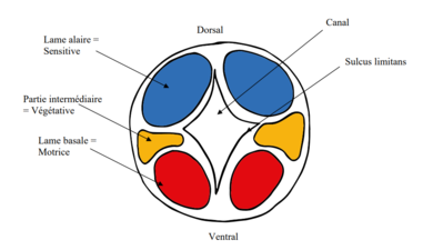 Moelle primitive.png