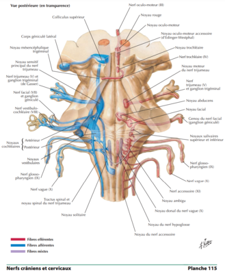 Noyaux nerfs craniens.png