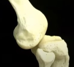 tibia avant fémur.jpg