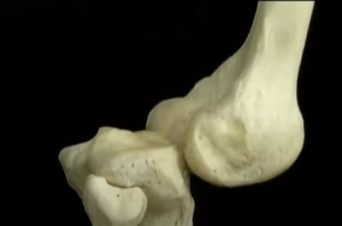 tibia arrière fémur.jpg