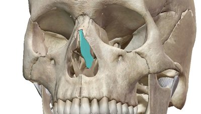 Lame perpendiculaire de l'ethmoïde.jpg