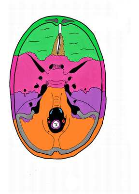 Vue endocrânienne.png