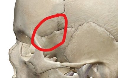 Articulation sphéno-frontale.jpg