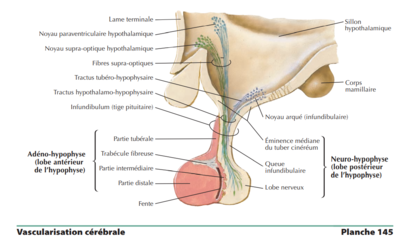 Hypophyse.png