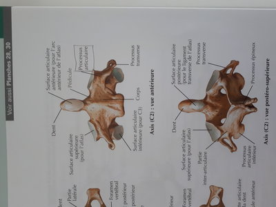 C2 Axis - image du Netter - Processus articulaires supérieurs .jpg