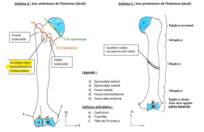 humérus schéma fiche mbsup 2021_2022.png