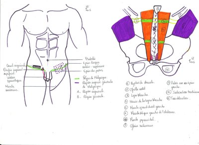 2012 01 20 - UE DIGESTIF - anatomie - Pr. Baqué - parois abdominale -  image n°1.jpg