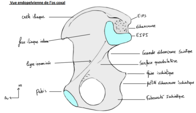 Vue endo coxal.png