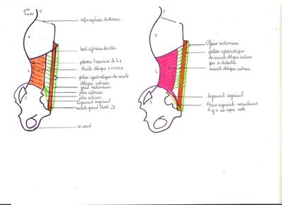 2012 01 20 - UE DIGESTIF - anatomie - Pr. Baqué - parois abdominales - image 2.jpg