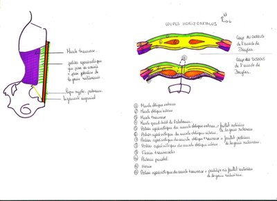 2012 01 20 - UE DIGESTIF - anatomie - Pr. Baqué - parois abdominales - image 3.jpg
