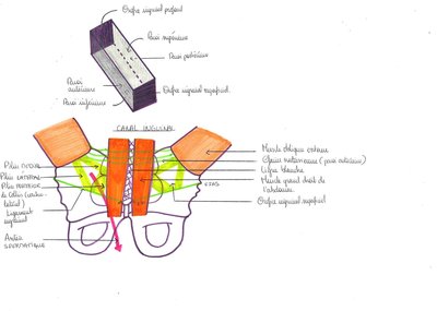 2012 01 20 - UE DIGESTIF - anatomie - Pr. Baqué - parois abdominales - image 4.jpg