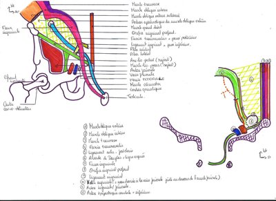 2012 01 20 - UE DIGESTIF - anatomie - Pr. Baqué - parois abdominales - image 5.jpg