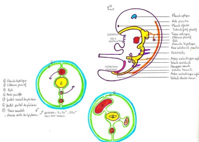 2012 01 20 - UE DIGESTIF - anatomie - Pr. Baqué - parois abdominales - image 6.jpg