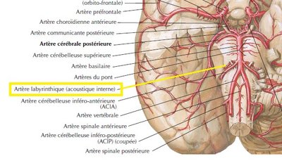 artère labyrtinhique.jpg