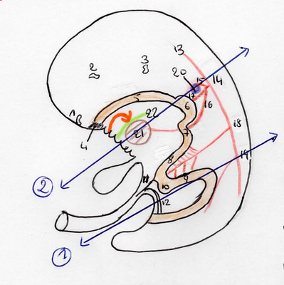 embryogénèse TD.png