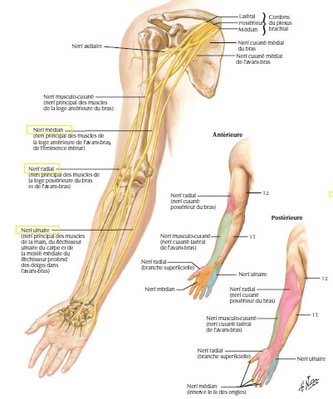 recap nerf + os ant.jpg
