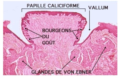 papille.jpg