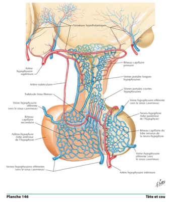 Syst Porte hypothalamo-hypophysaire.png