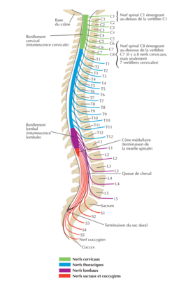 moelle spinale netter.png