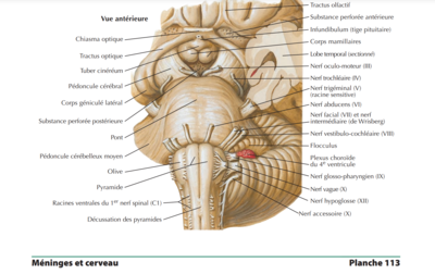 Tronc Cérébral vue ant.png