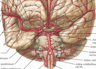 Polygone Willis in situ.png