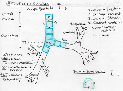 Bronches.png