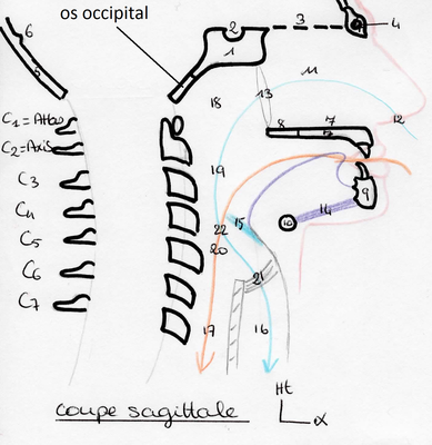 coupe sagittale crâne.png