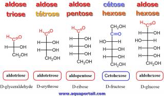 aldoses-triose-tetrose-pentose-hexose-cetose.jpg