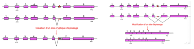 épissage.png