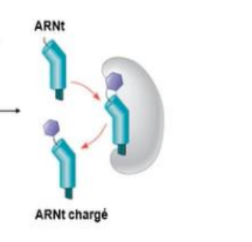 ARNt.png
