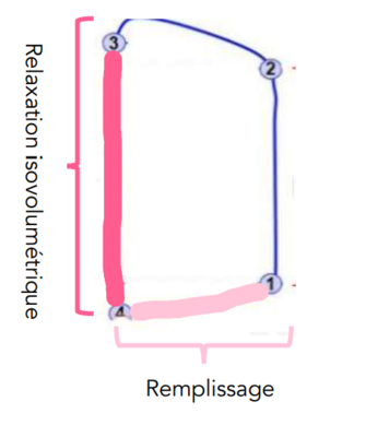 biophy cardiaque.png