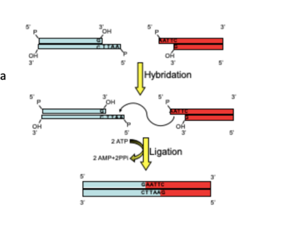 Schermata 2022-09-30 alle 10.26.46.png