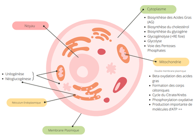 Lipogenèse aérobie.png