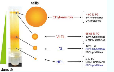 Densité lipoprotéines.png