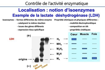 Capture web_27-10-2022_91742_lms.univ-cotedazur.fr.jpeg