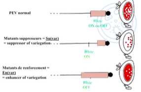 Capture d’écran 2022-11-03 à 15.36.14.png