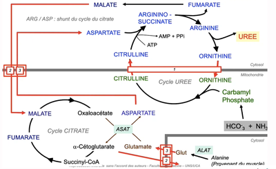 Cycle de l'urée.png