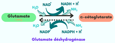 Désamination oxydative.png
