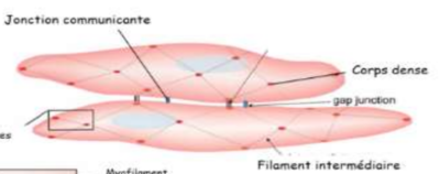 tissu musculaire lisse img.png